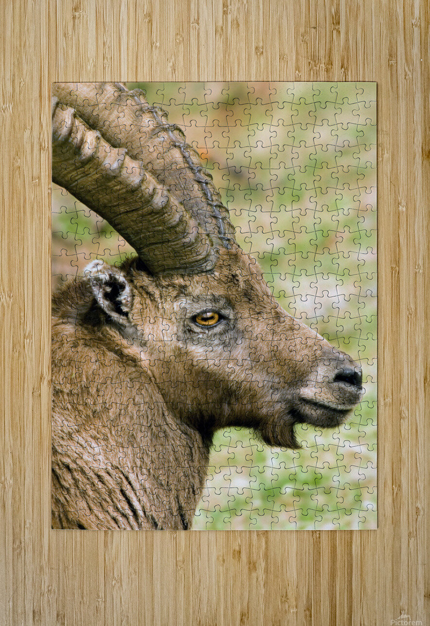 HORNS AND BEARD Sergio Cerrato Puzzle printing