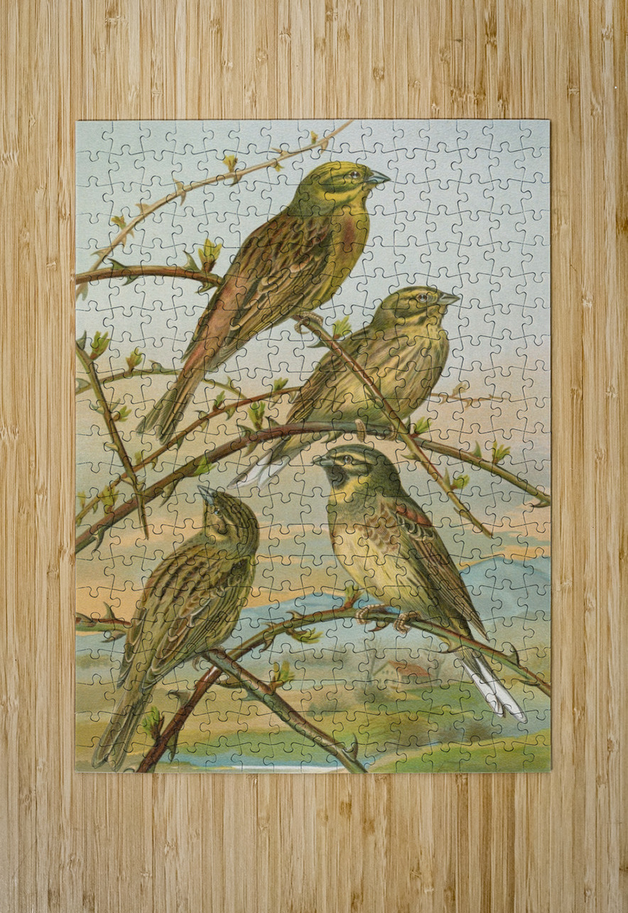 Emberiza citrinella. Emberiza cirlus by Johann Friedrich Naumann [1780–1857] MyCozyFineArt Puzzle printing