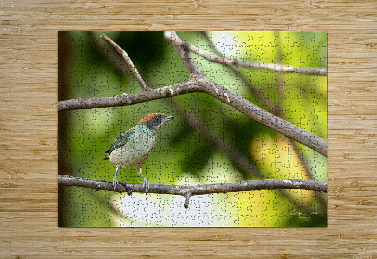 Stilpnia vitriolina AvistarColombia Puzzle printing