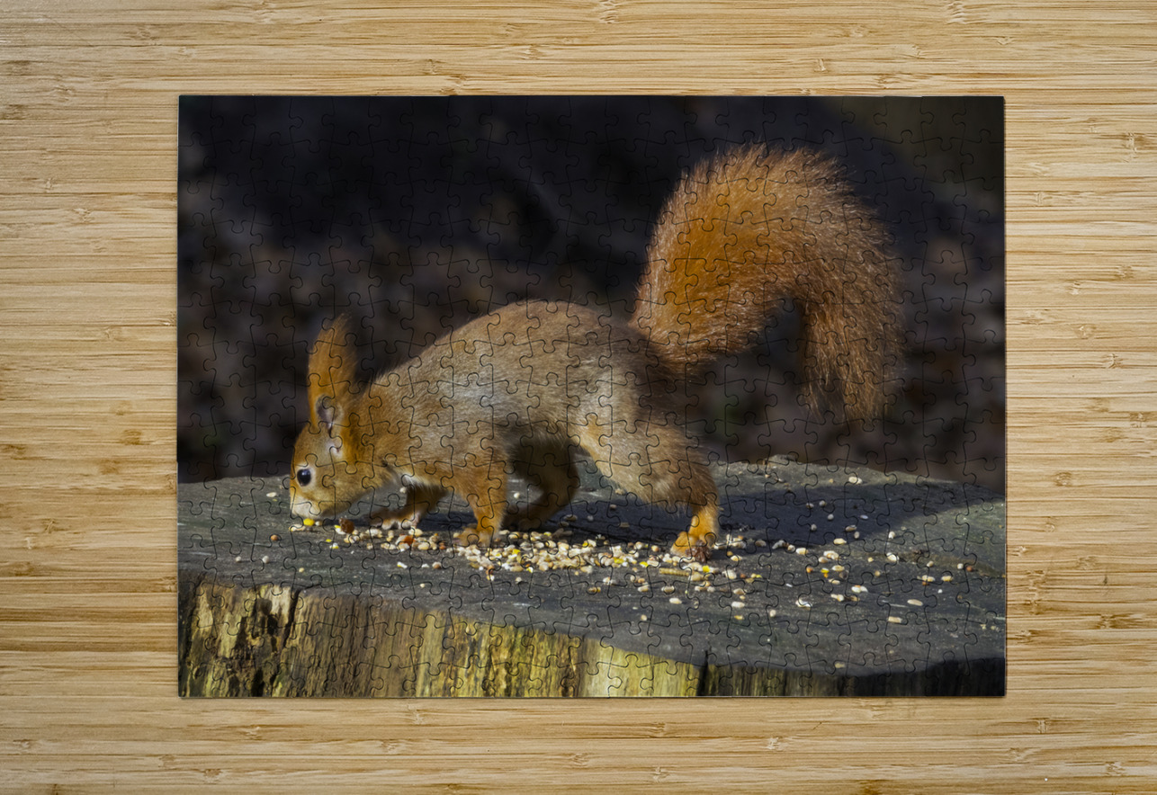 Vibrant Red Squirrel Standing on a Tree Stump in Natural Setting Chris Willemsen Puzzle printing