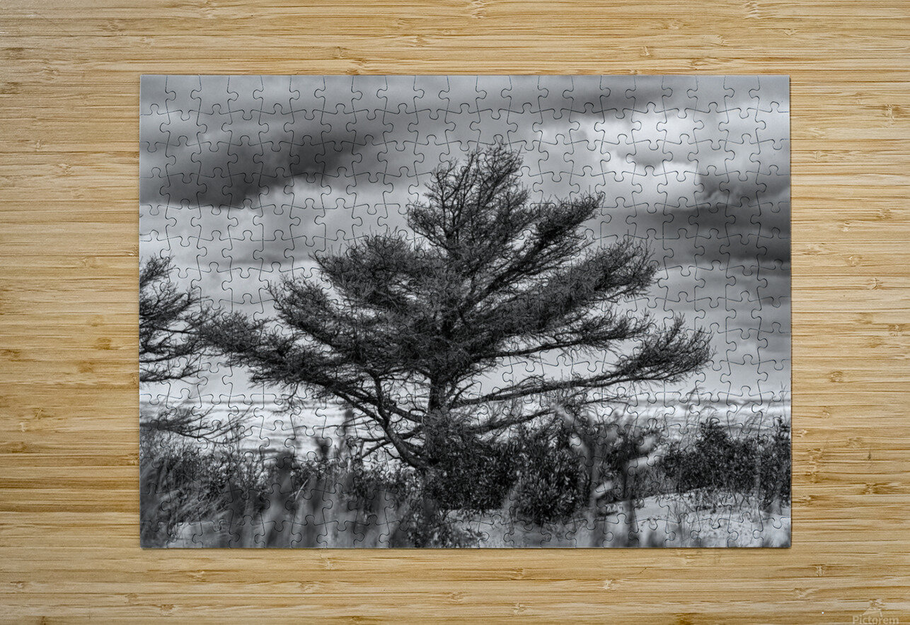 The Poor old Spruce Dan MacKinnon Puzzle printing