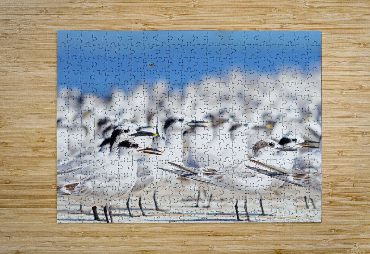 Cabots Terns Wildfly Photography Puzzle printing