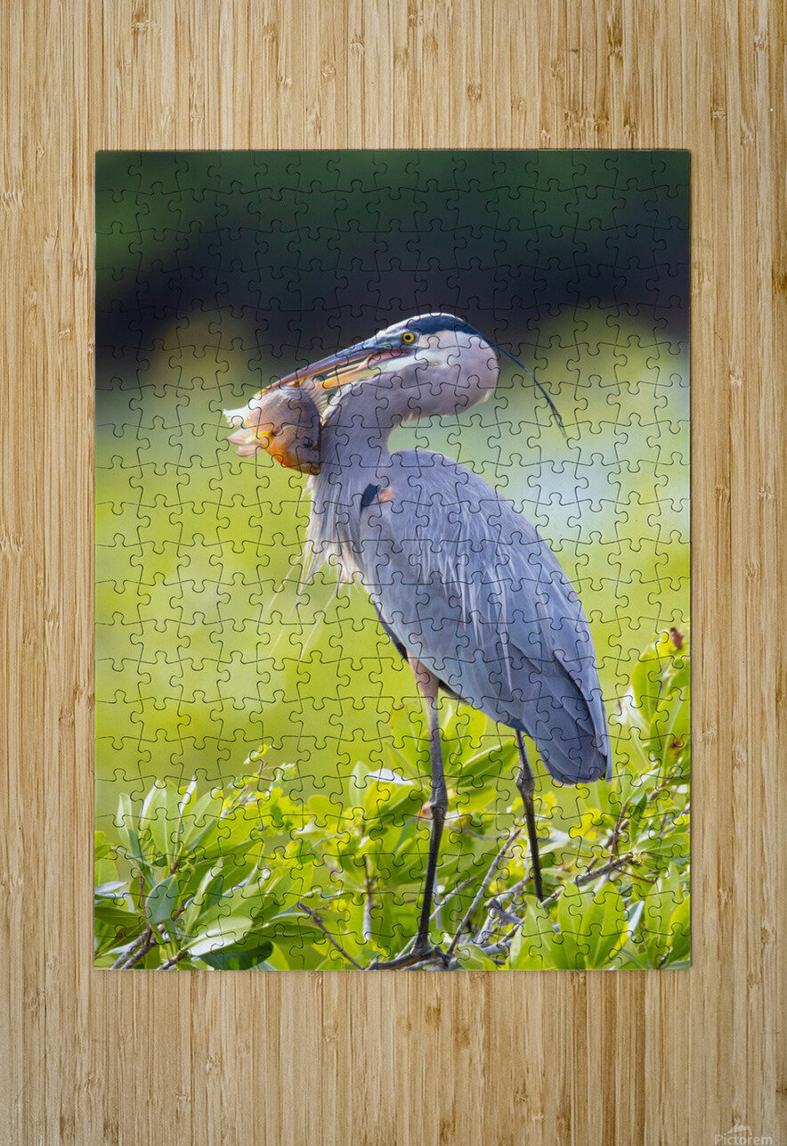Great Blue Heron 2670 Robert Burnett Puzzle printing