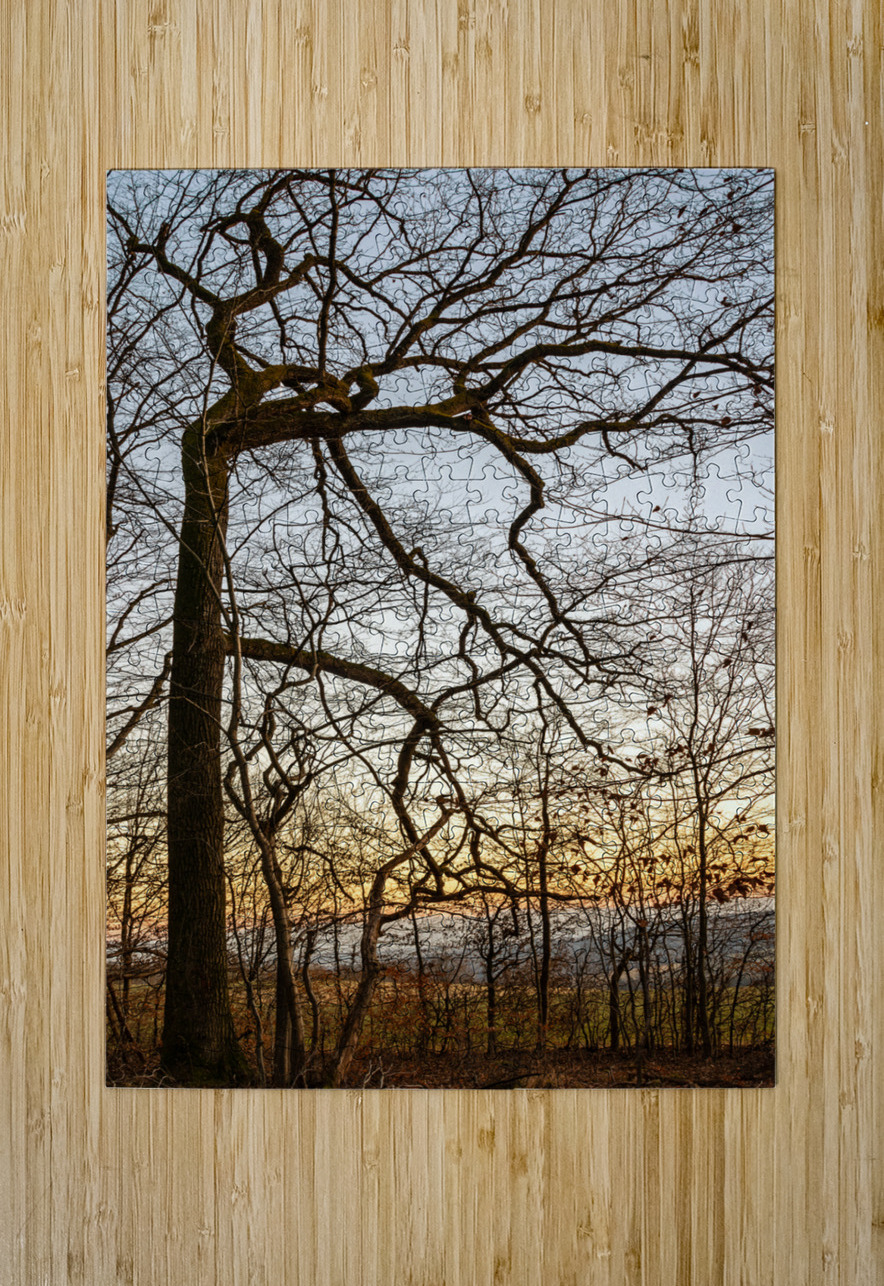 Beautifully shaped tree at the edge of the forest at sunset  caladoart Puzzle printing