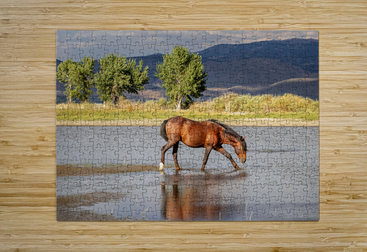 Wild Horse Reaching For Water Evan Petty Photography Puzzle printing