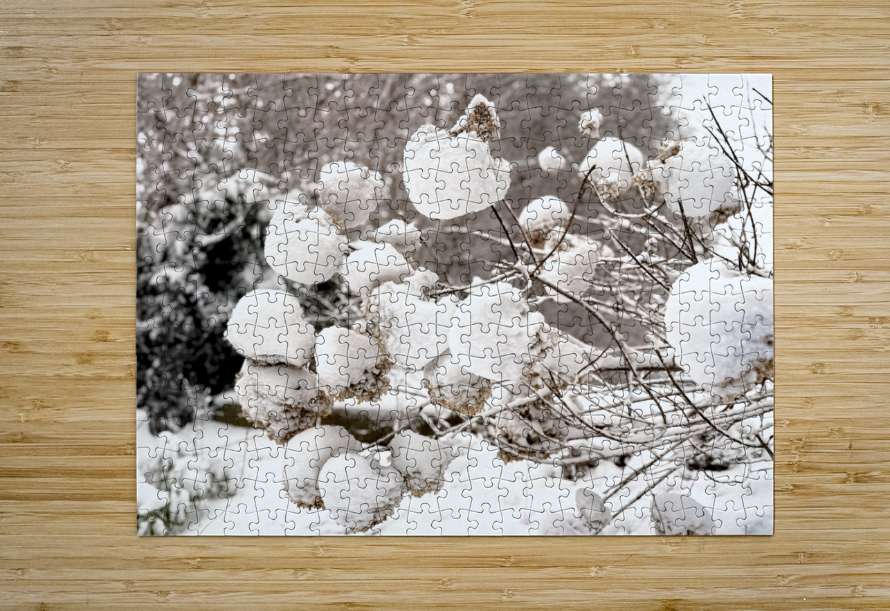 Snowcovered hydrangeas  Photography by Janice Drew Puzzle printing
