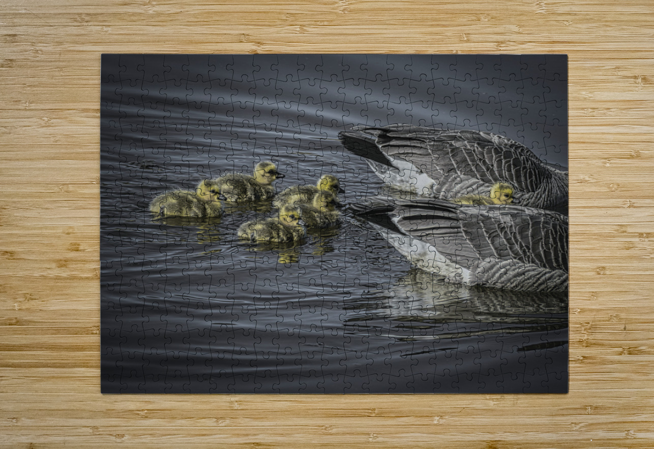 FS240422 GEESE FAMILY FOTOSQUARES COM Puzzle printing