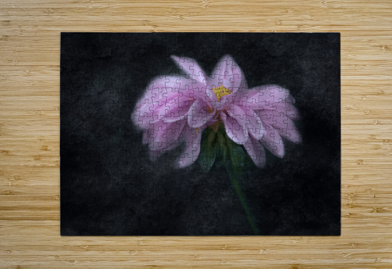 Soft Pink Dahlia on Black Joan Han Puzzle printing