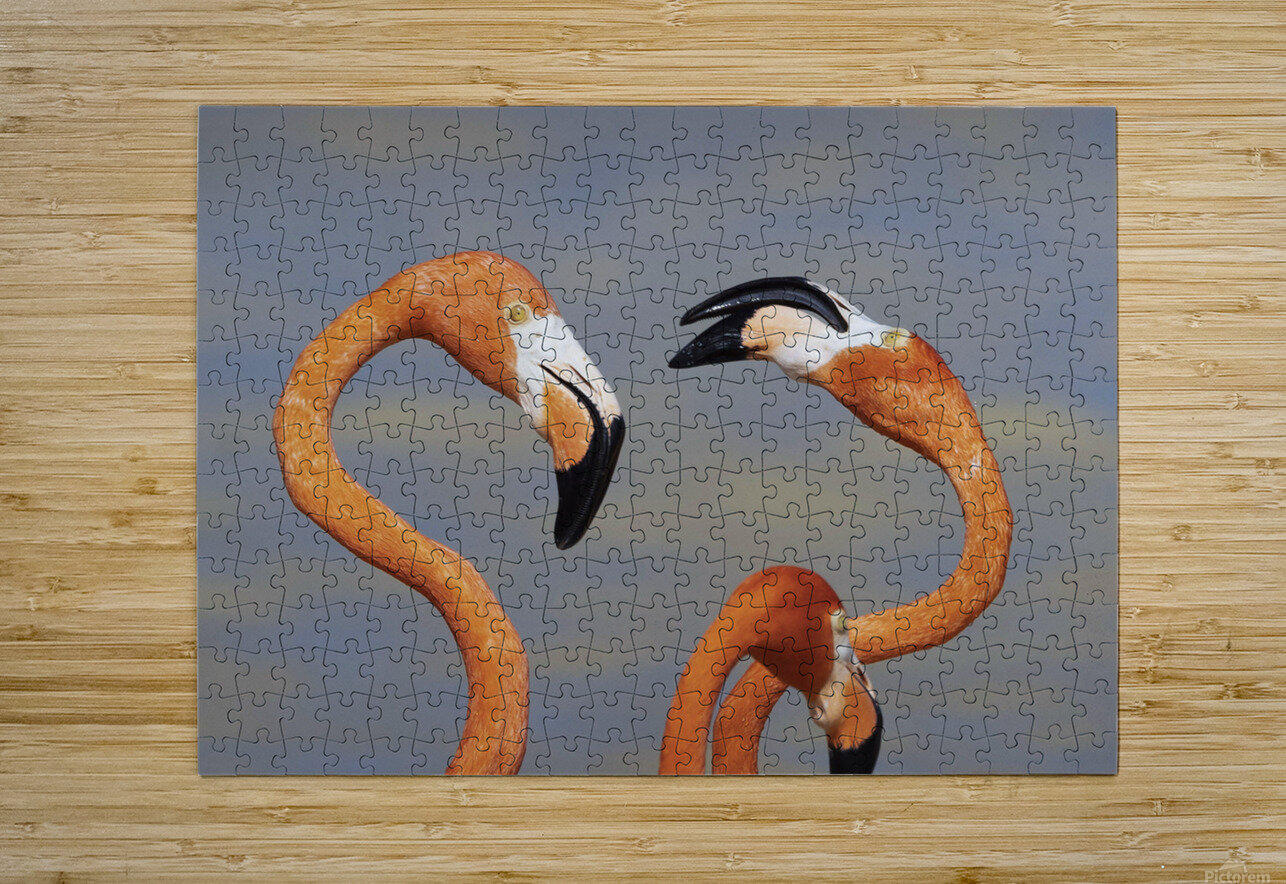 Flamingo heads NatureSnaps Puzzle printing
