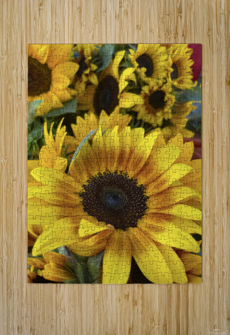 sunflower NatureSnaps Puzzle printing