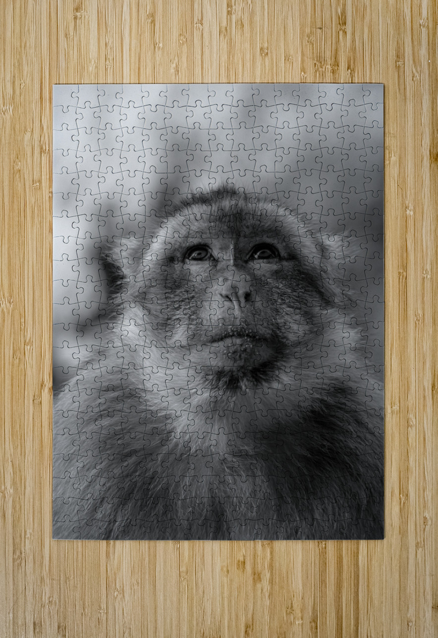 Greedy Friend- Moroccan Monkey Snjezana Puzzle printing