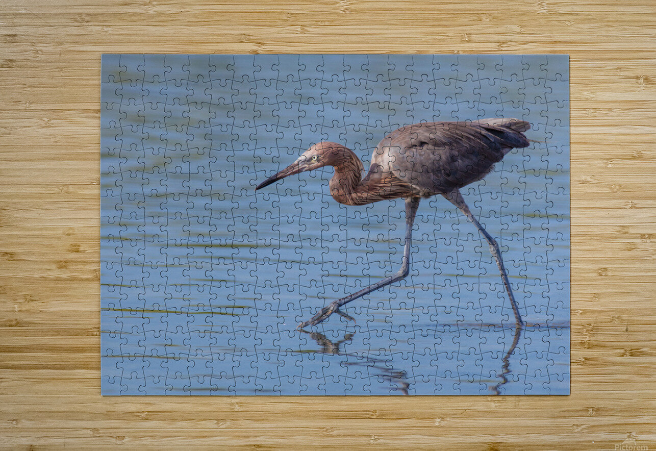 Reddish Egret 3351 Robert Burnett Puzzle printing