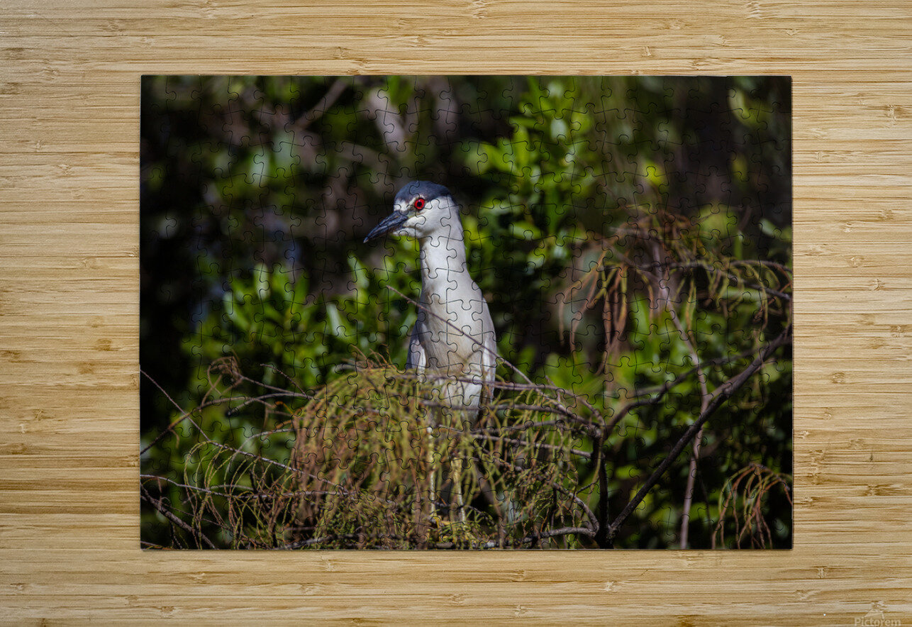 Black crowned Night Heron 9350 Robert Burnett Puzzle printing
