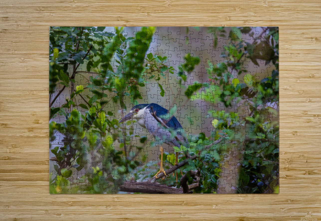 Black crowned Night Heron 9888 Robert Burnett Puzzle printing