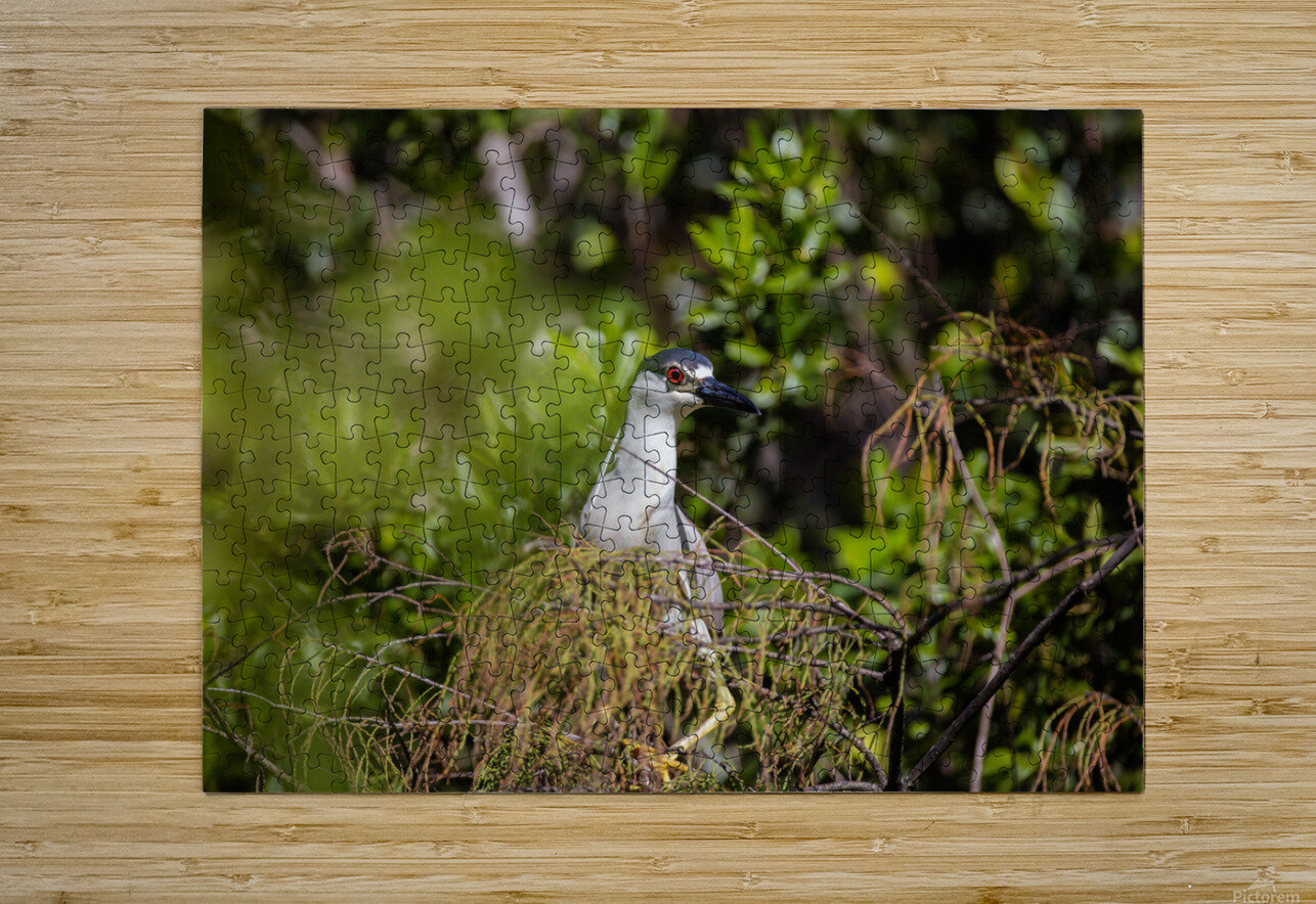 Black crowned Night Heron 9328 Robert Burnett Puzzle printing