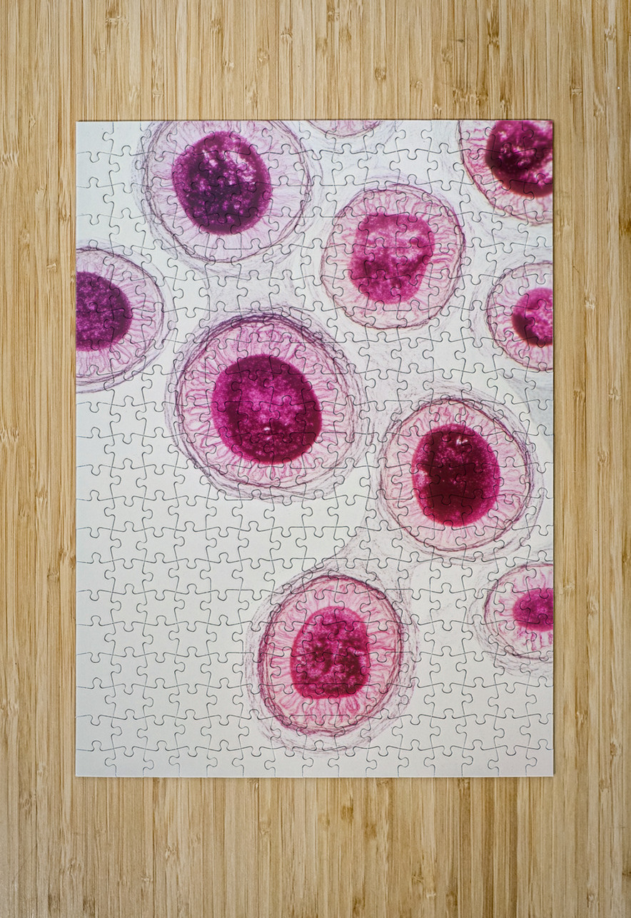 Cellular Harmony 249CPZ 47 Abstract Rebellion Puzzle printing