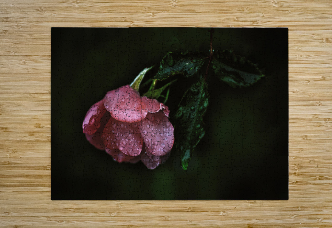 Pink Rose with Raindrops Joan Han Puzzle printing