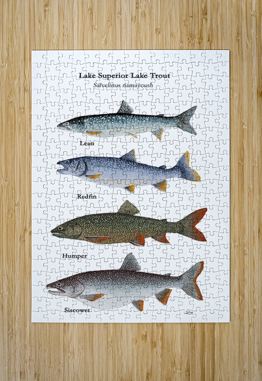 Lake Superior Lake Trout Morphs Painting Stephen Emms Puzzle printing