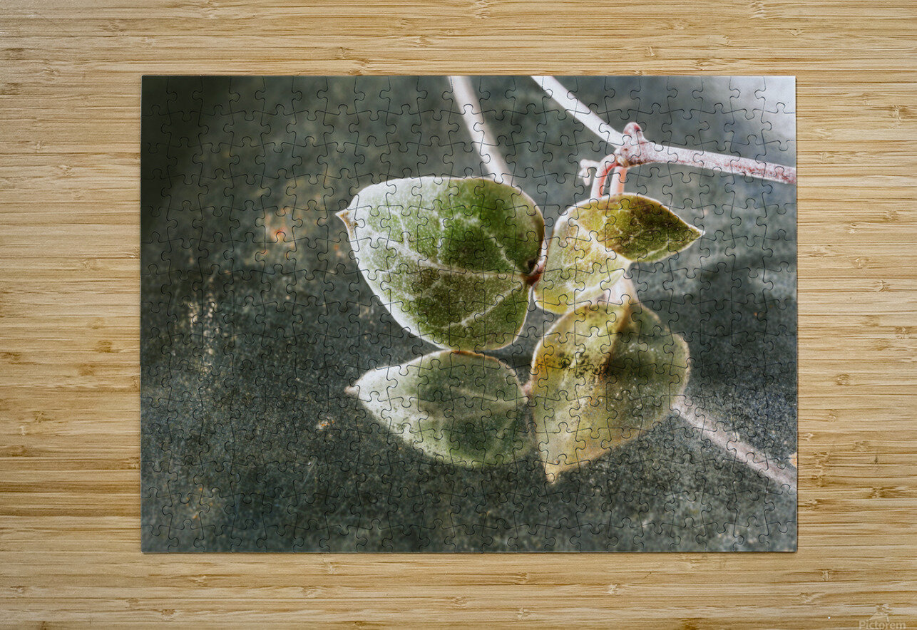 Green leaves of ceropegia woodii victimewalker Puzzle printing