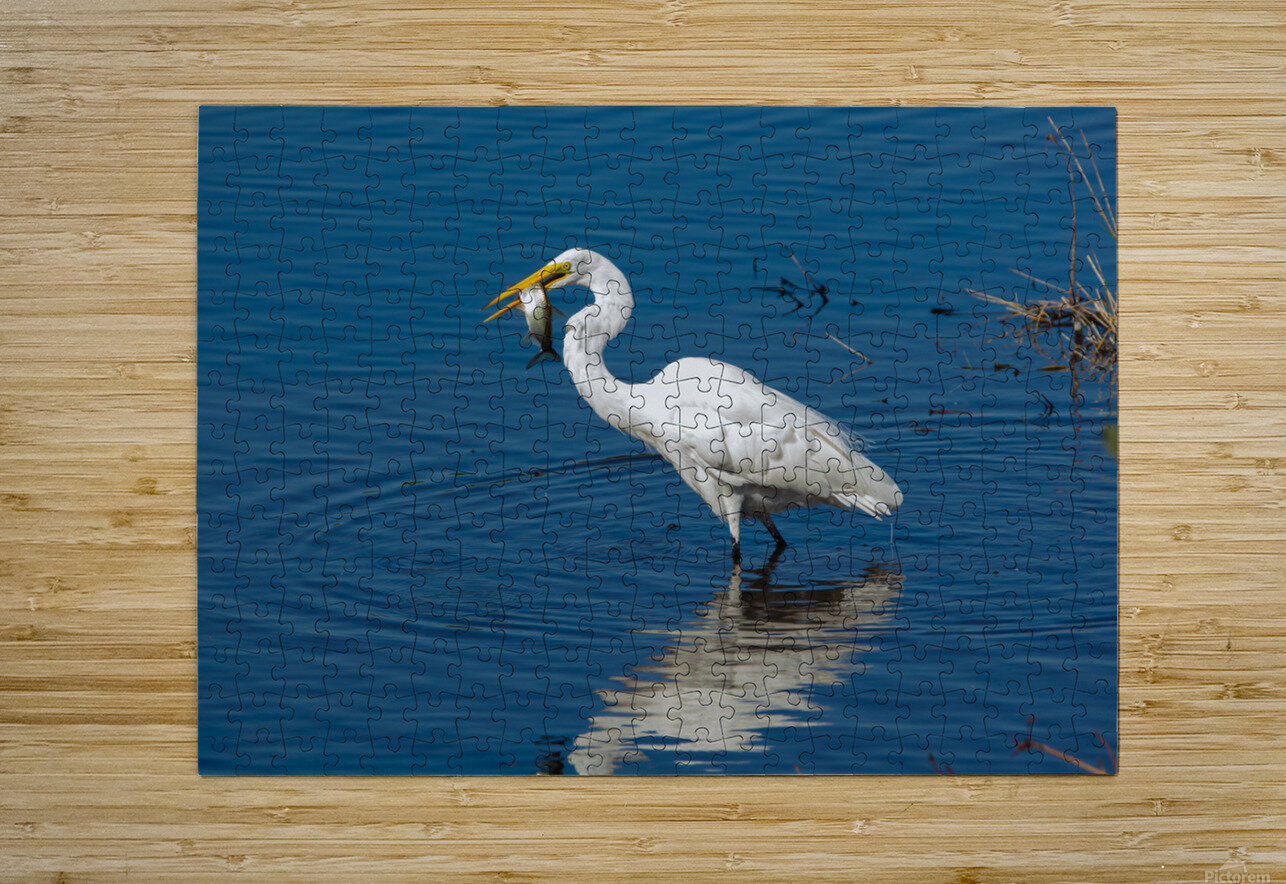 Great Egret 3460 Robert Burnett Puzzle printing