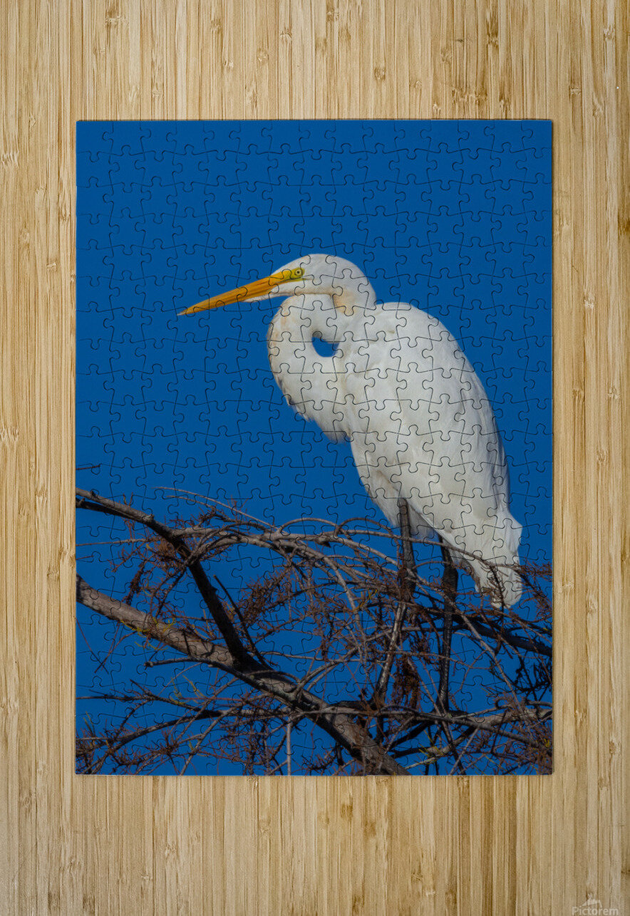 Great Egret 1067 Robert Burnett Puzzle printing