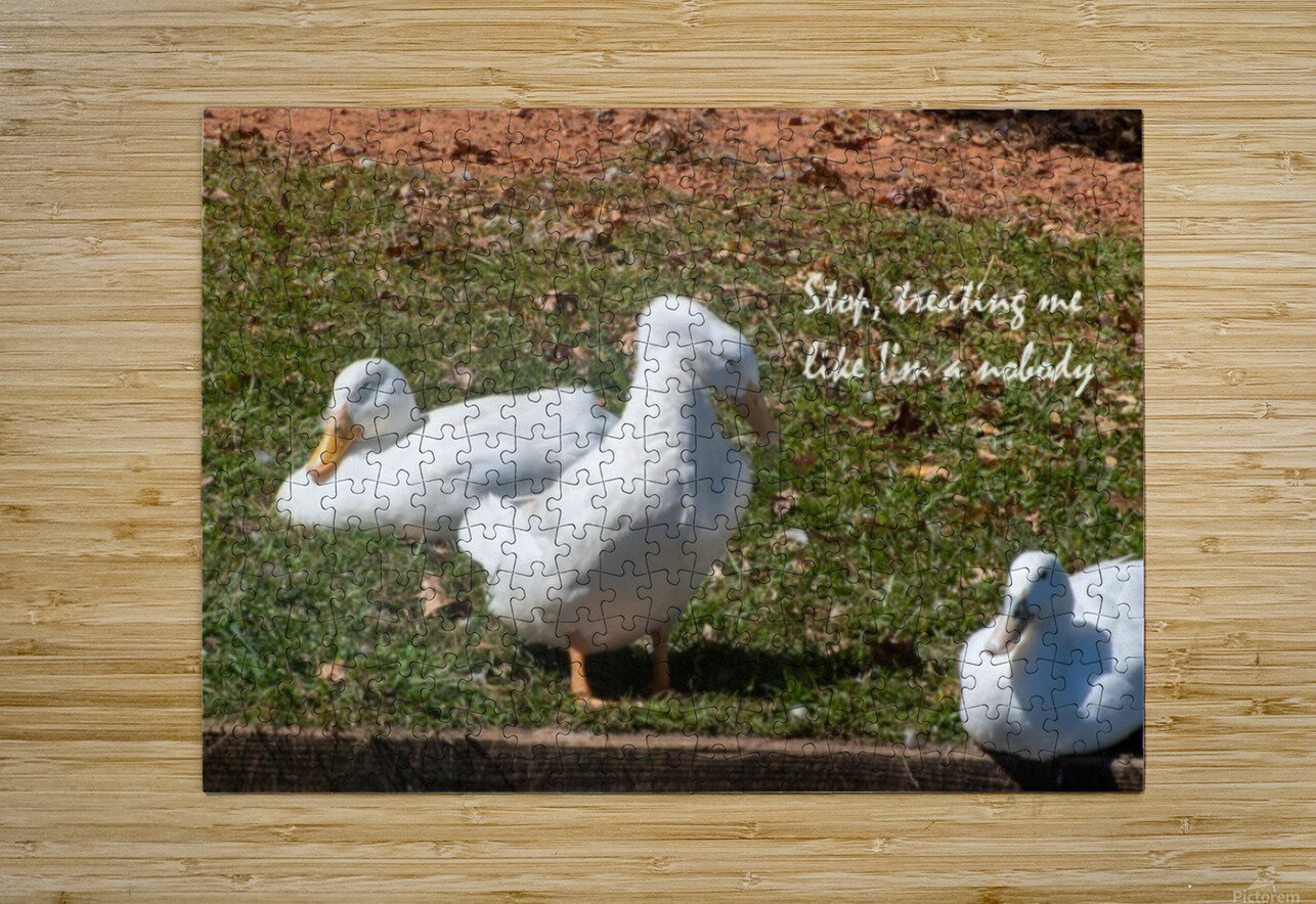 Ducks gathering together discussing Robert Campbell Puzzle printing