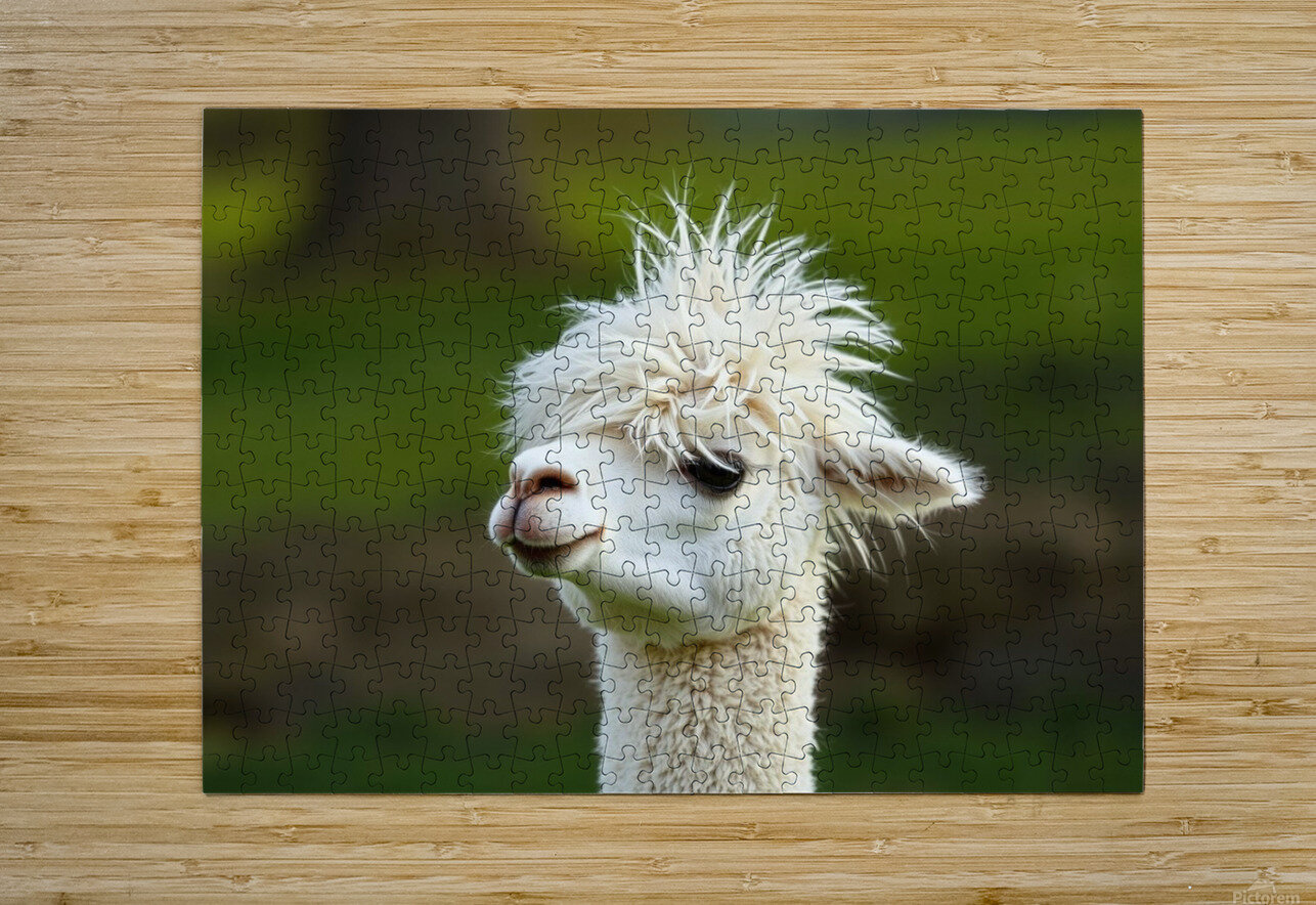 Alpaca with a Funky Hairstyle nor 2020 Puzzle printing