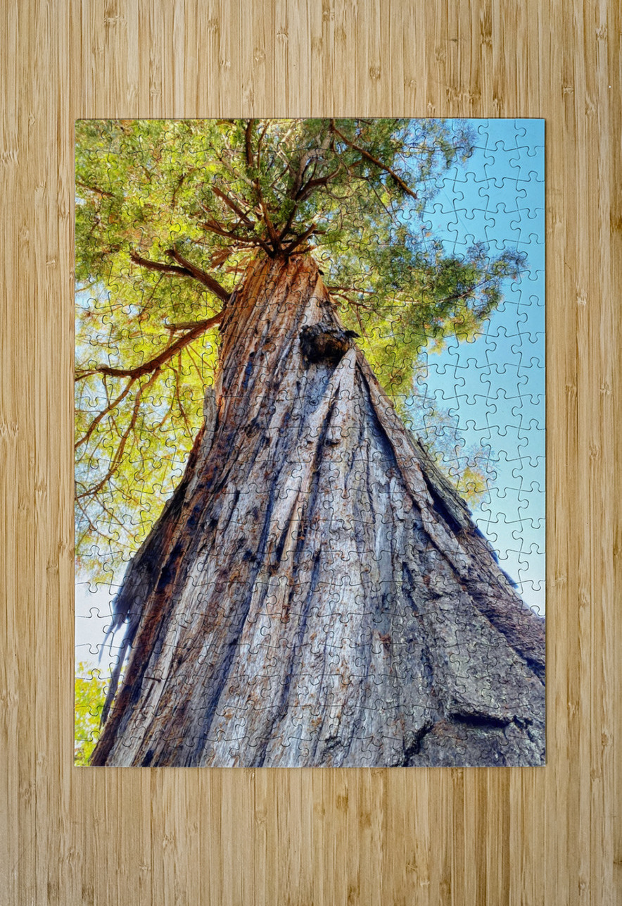 Ancient Redwood Jim Jensen Photography Puzzle printing