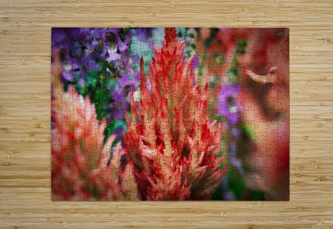 Celosia  Images by Cheryl Lynn Puzzle printing