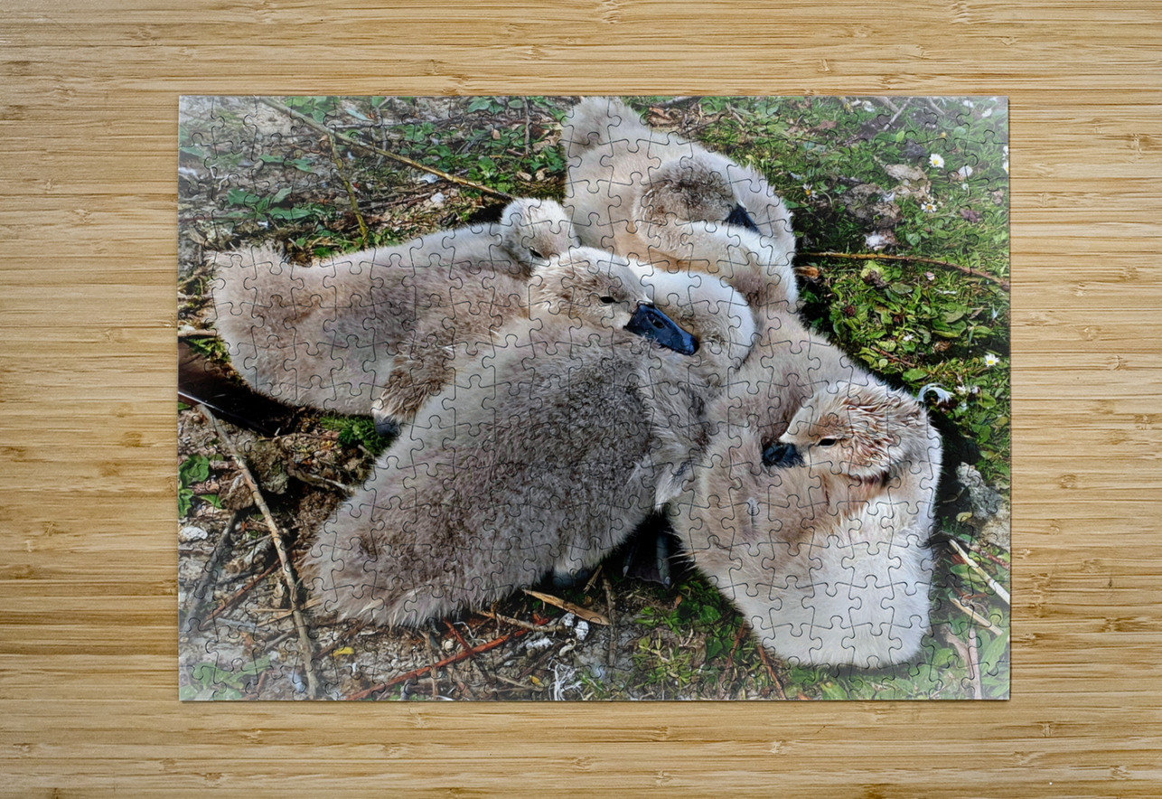 Nestled Together Joelle Wilcock Puzzle printing