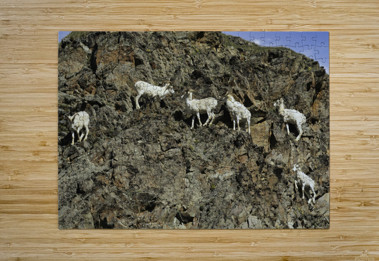 Dall Sheep 1 Wayne Harger Alaska Puzzle printing