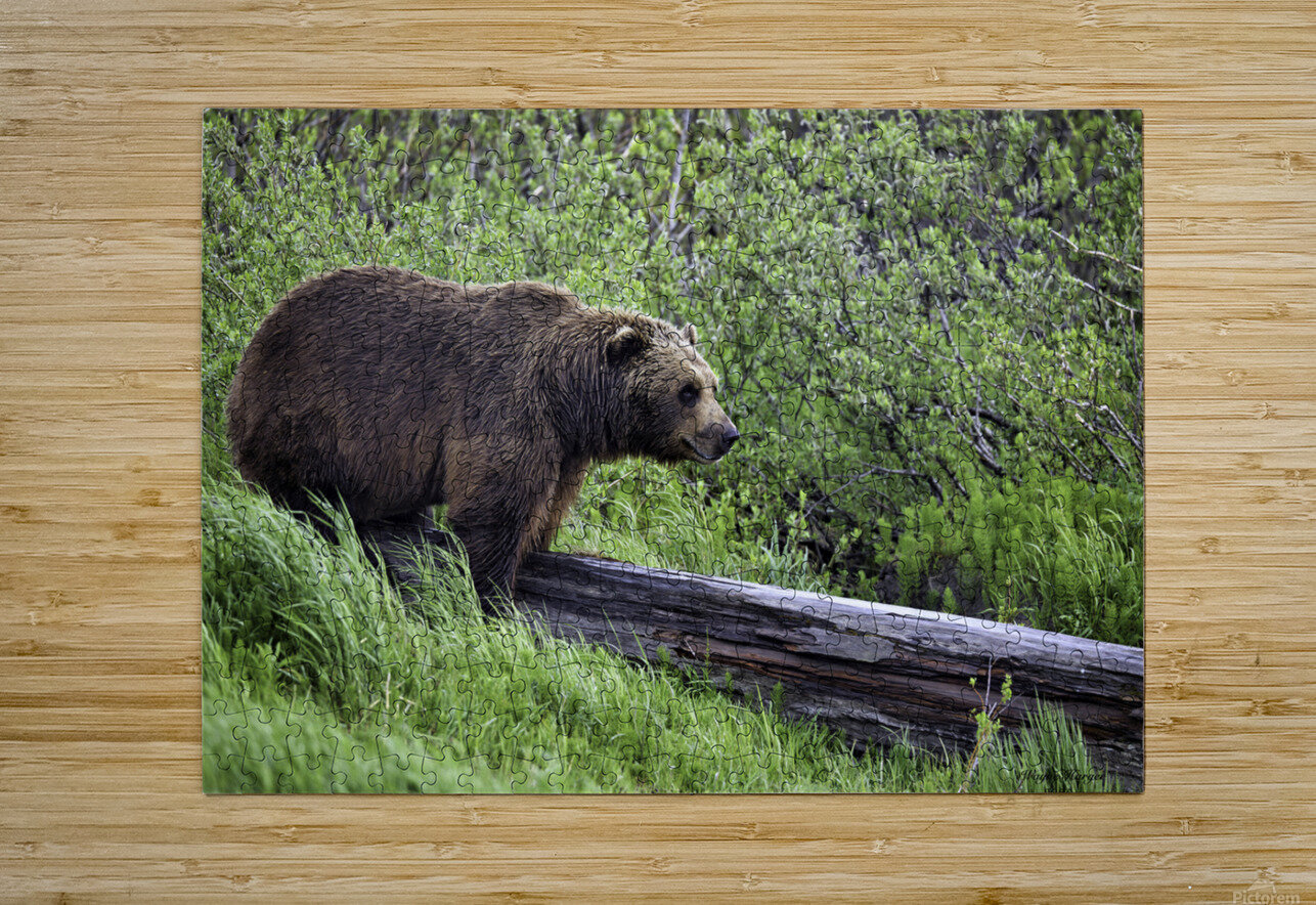 Brown Bear Wayne Harger Alaska Puzzle printing