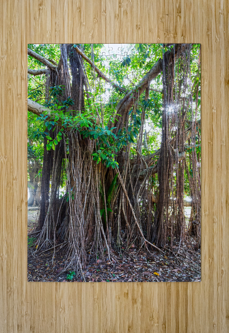 Majestic Magnificent Banyan Tree Portrait Bo Insogna Puzzle printing