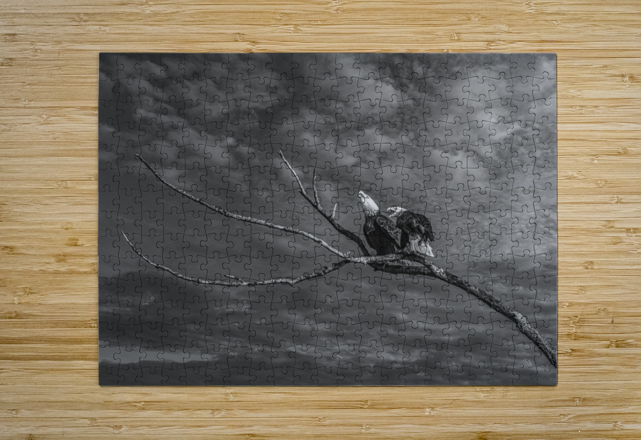 FS250211 EAGLES TWOGETHER BW2 FOTOSQUARES COM Puzzle printing