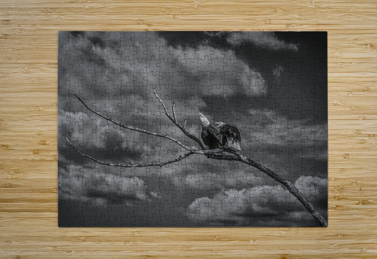 FS250211BW EAGLES CALLING FOTOSQUARES COM Puzzle printing