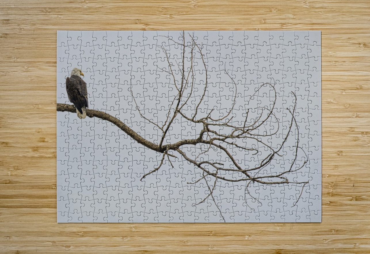FS250209 AN EAGLE ON TREE CT2 FOTOSQUARES COM Puzzle printing
