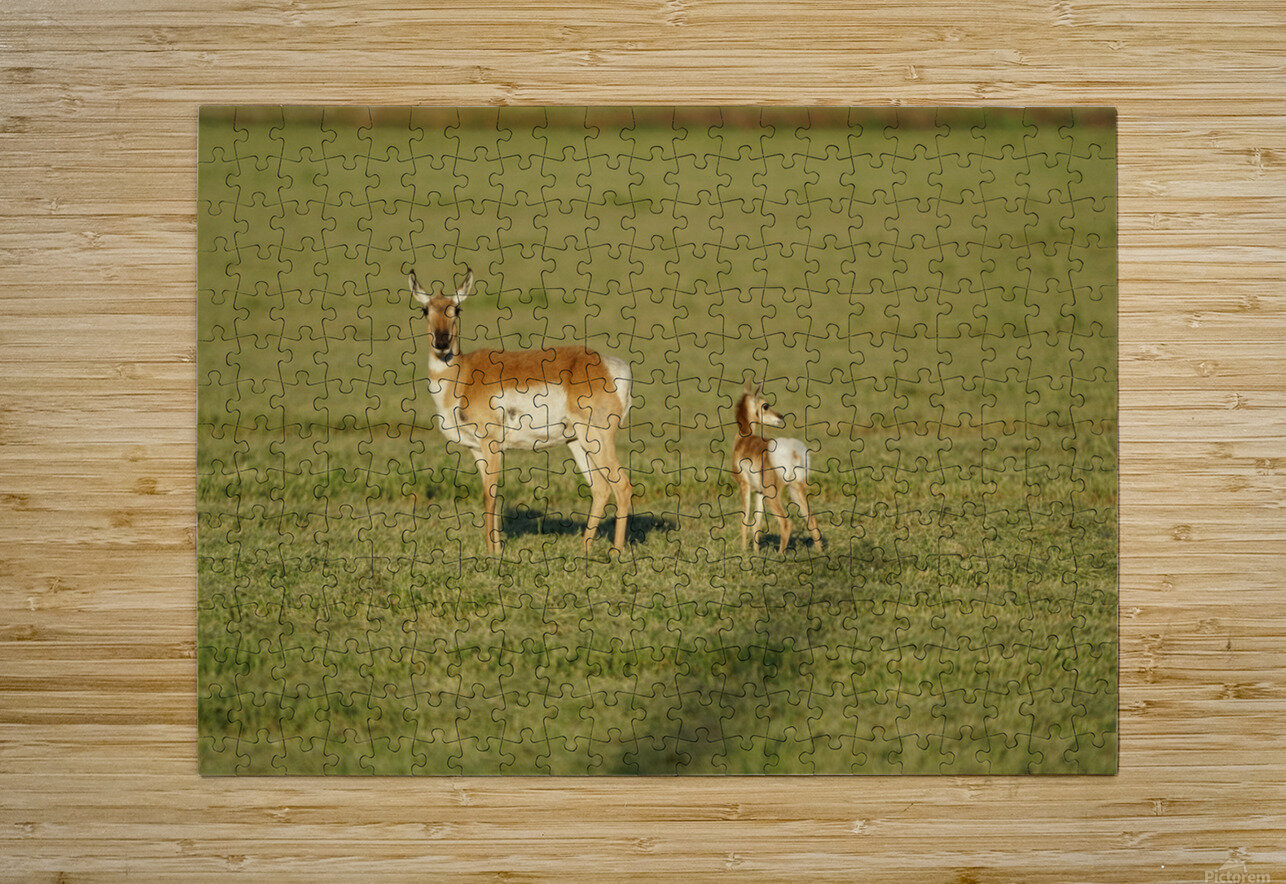 Antelope Denise Thrasher Puzzle printing