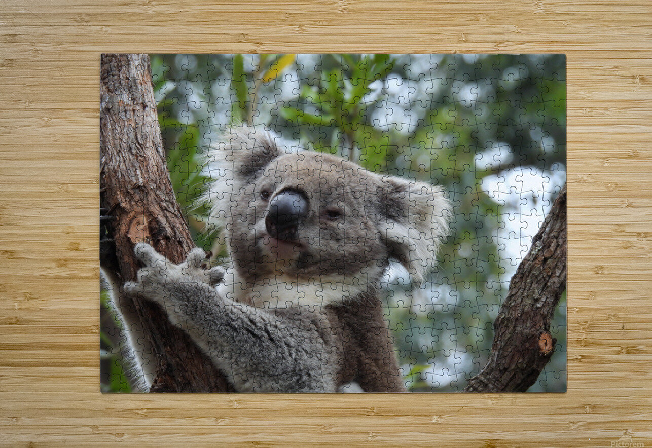 Koala in Tree Wild at Heart Photography Puzzle printing
