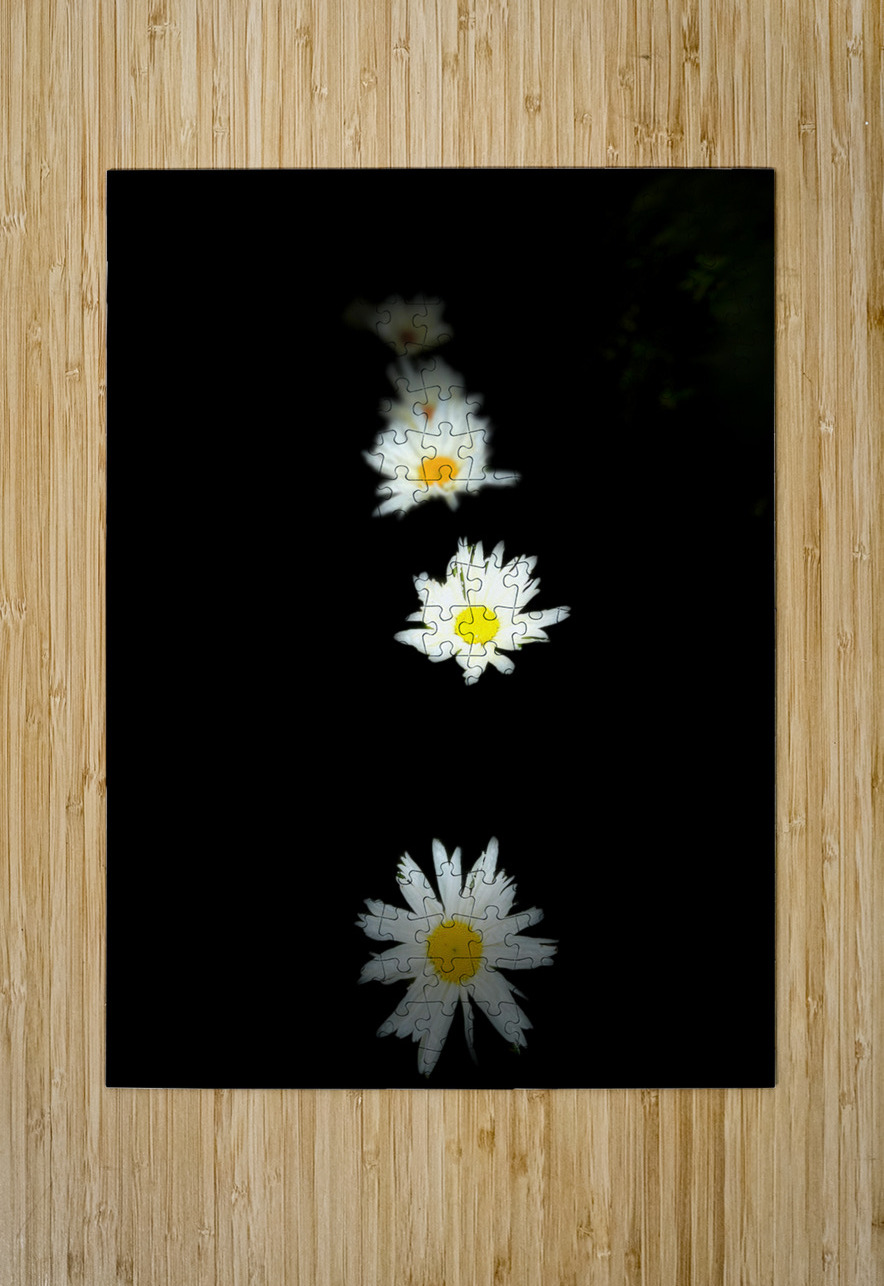 Portraits of Plants-Daises Out of Darkness Catriona Roberts Nature Photography and Designs Puzzle printing