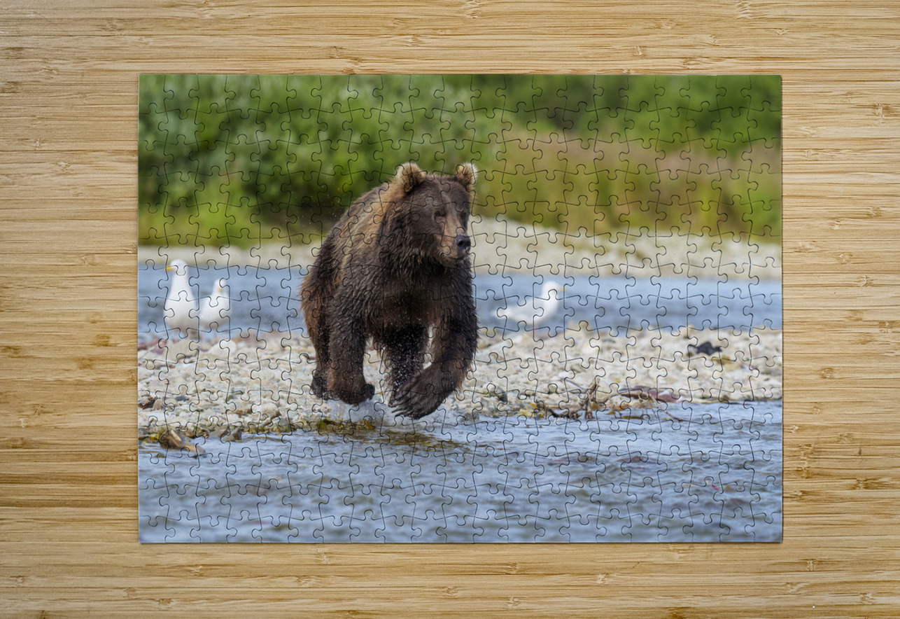 Coastal Brown Bear 7493 Ken Anderson Photography Puzzle printing