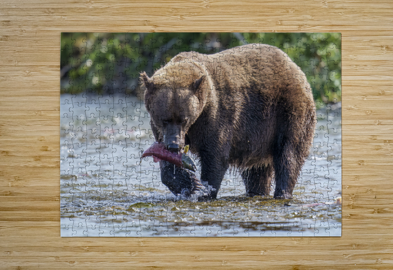 Coastal Brown Bear 5755 Ken Anderson Photography Puzzle printing