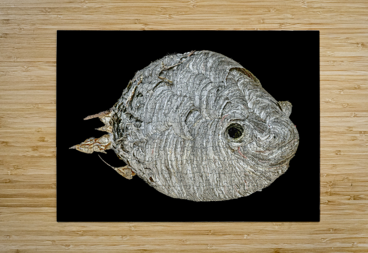 Hornet Fish Tracy Currie ~ Digital Photo Artist Puzzle printing