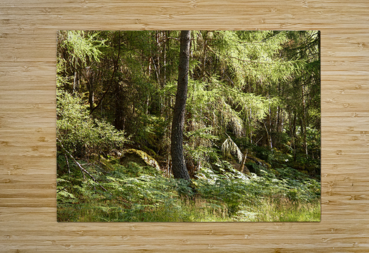 Scottish Highlands Summer Ferns in the Forest Catriona Roberts Nature Photography and Designs Puzzle printing