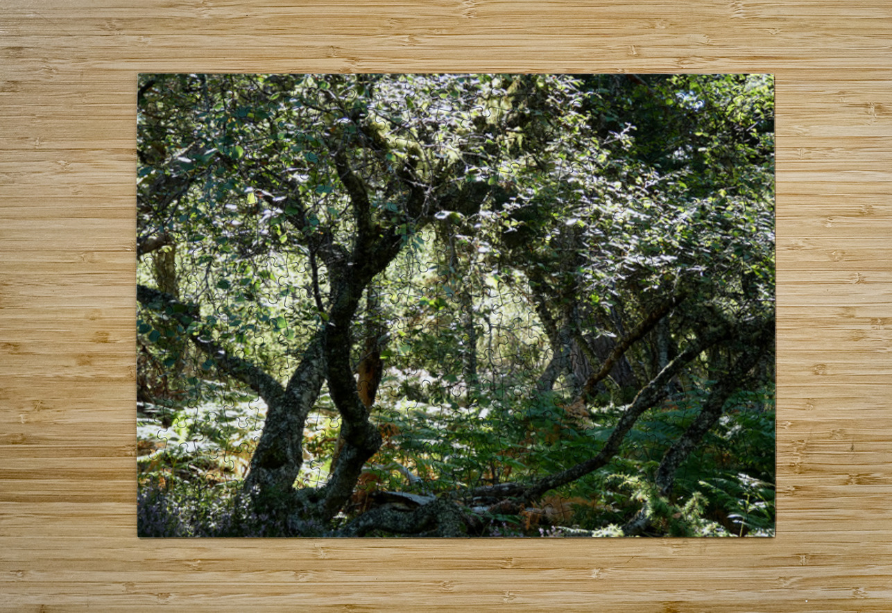 Scottish Highlands Mystical Birch Forest Catriona Roberts Nature Photography and Designs Puzzle printing