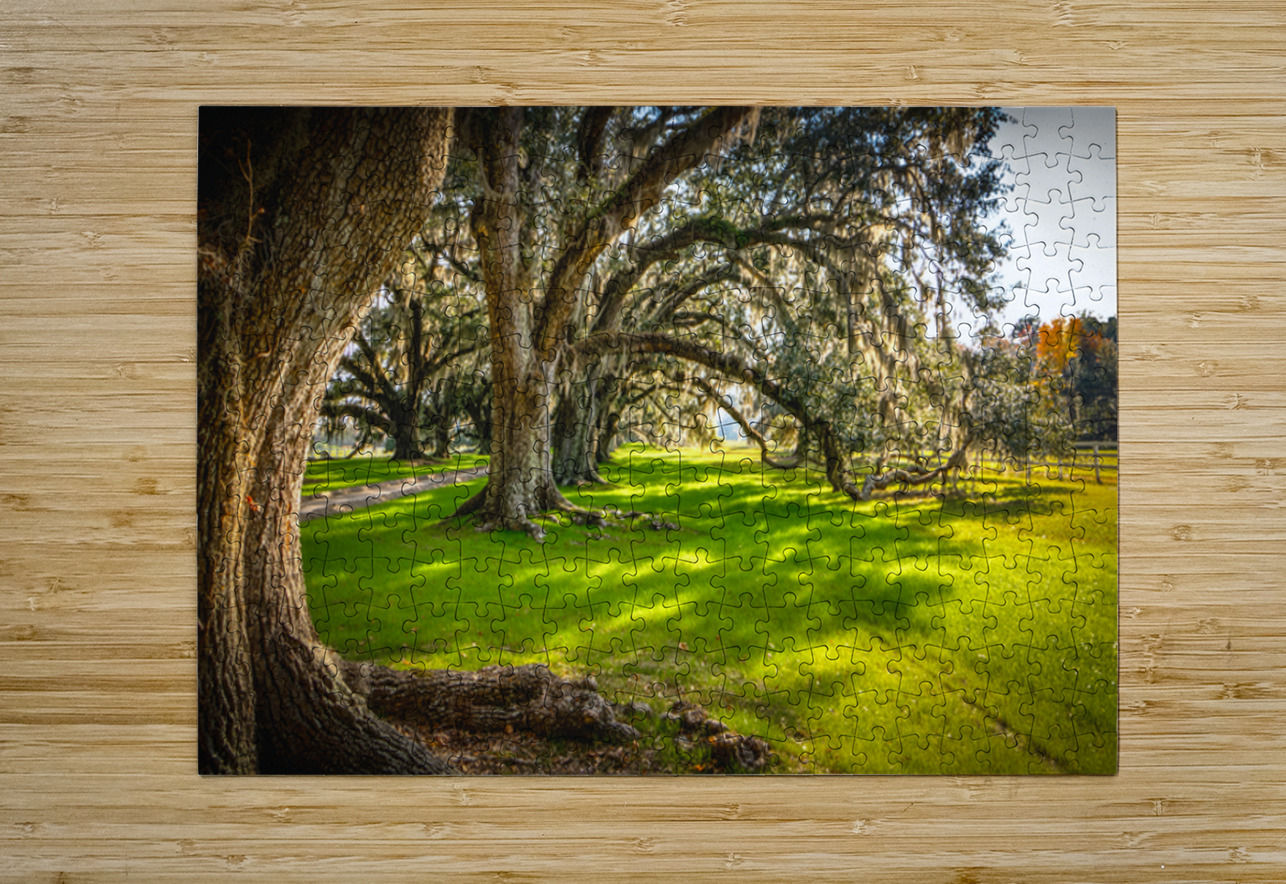 South Carolina Beaufort Live Oak Allee Norma Brandsberg Photography Puzzle printing