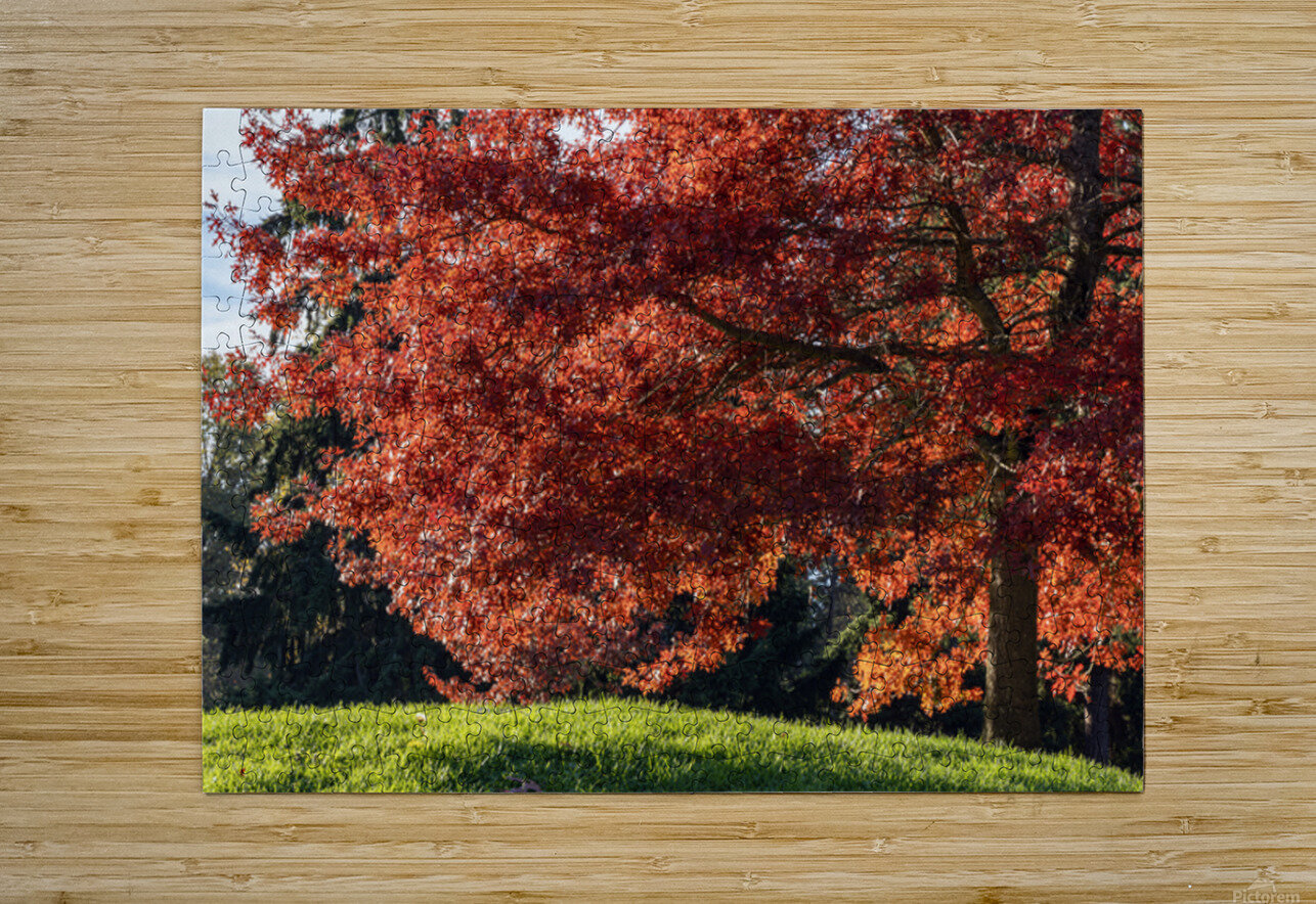 Backlit tree with fall foliage Lisa von Biela Puzzle printing