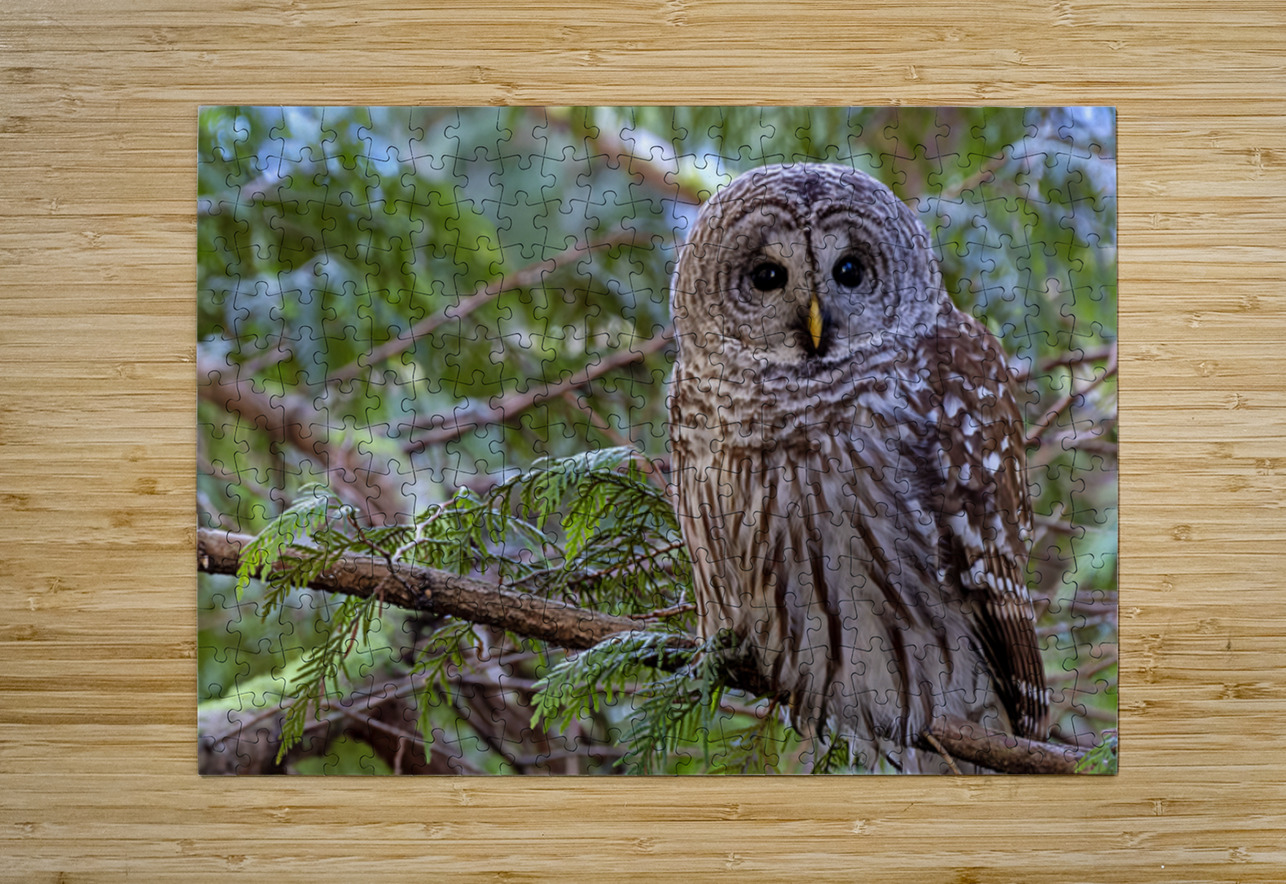 Barred Owl face forward perched in tree Lisa von Biela Puzzle printing