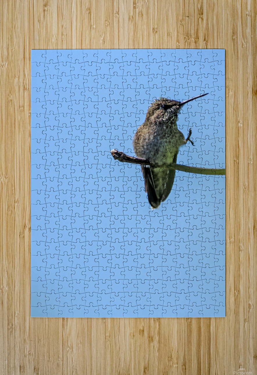 Perched hummingbird waving foot Lisa von Biela Puzzle printing