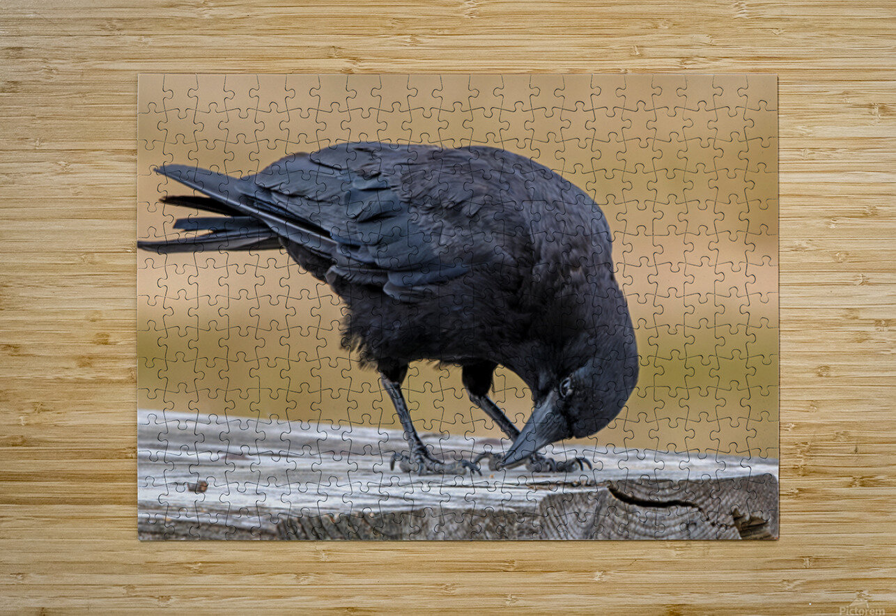 American Crow bending over for crumbs Lisa von Biela Puzzle printing