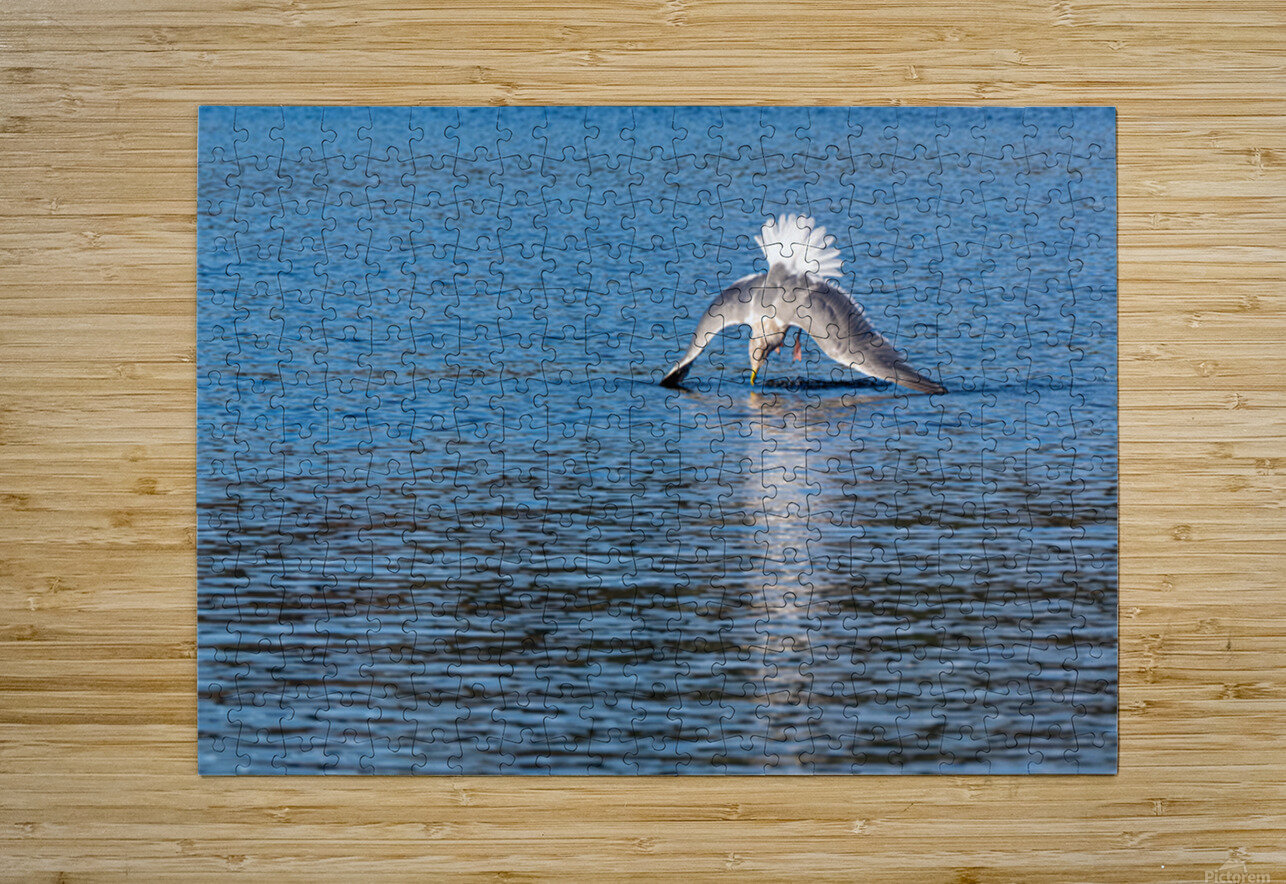 Gulls Dramatic Dive Lisa von Biela Puzzle printing